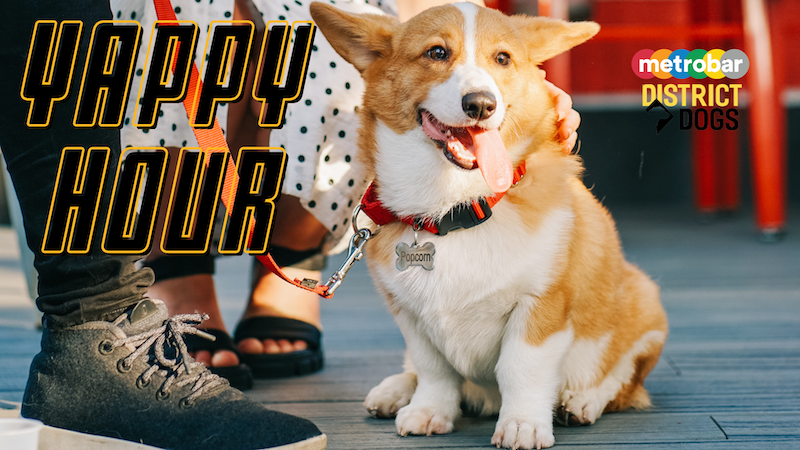 Yappy Hour with District Dogs!